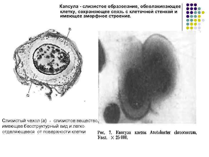  Капсула - слизистое образование, обволакивающее клетку, сохраняющее связь с клеточной стенкой и имеющее