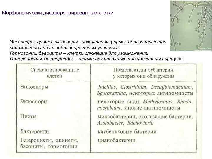 Морфологически дифференцированные клетки Эндоспоры, цисты, экзоспоры –покоящиеся формы, обеспечивающие переживание вида в неблагоприятных условиях;