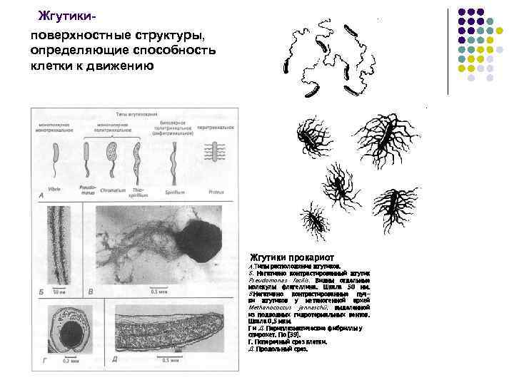 Жгутикиповерхностные структуры, определяющие способность клетки к движению Жгутики прокариот A. Типы расположения жгутиков. Б.