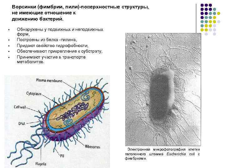 Фимбрии бактерий картинки