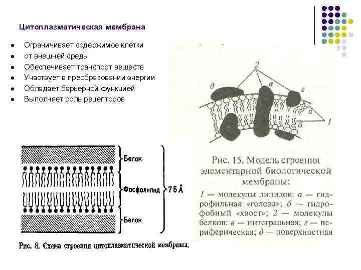 Цитоплазматическая мембрана l l l Ограничивает содержимое клетки от внешней среды Обеспечивает транспорт веществ