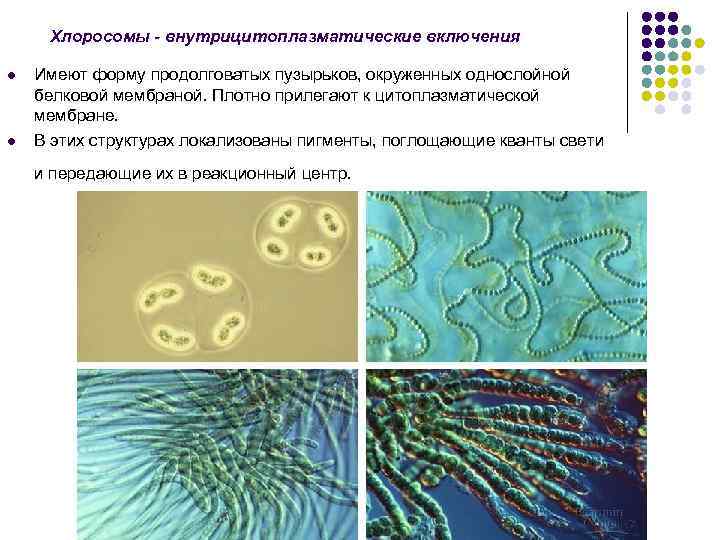 Хлоросомы - внутрицитоплазматические включения l l Имеют форму продолговатых пузырьков, окруженных однослойной белковой мембраной.