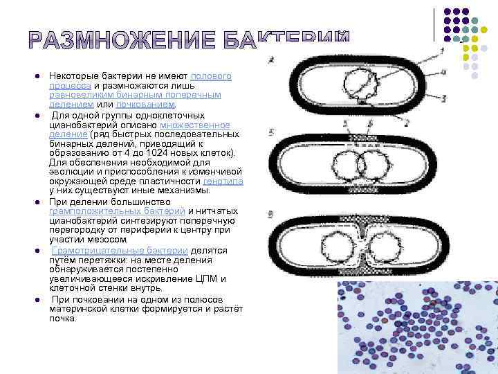 l l l Некоторые бактерии не имеют полового процесса и размножаются лишь равновеликим бинарным