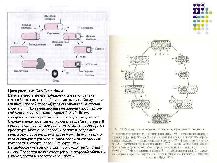 Цикл развития Bacillus subtilis Вегетативная клетка (изображена слева) отмечена цифрой 0, обозначающей нулевую стадию.