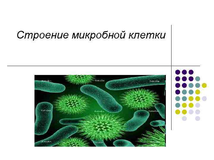 Строение микробной клетки 