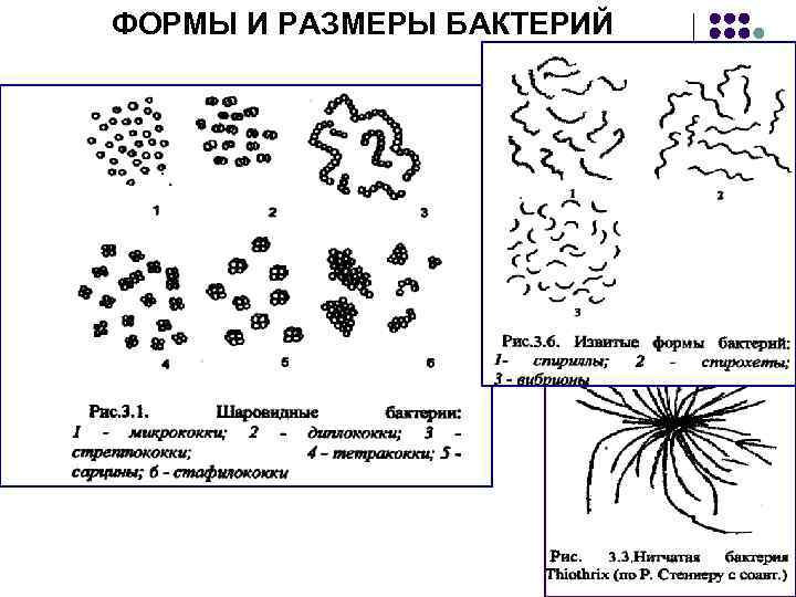 Основные формы бактерий