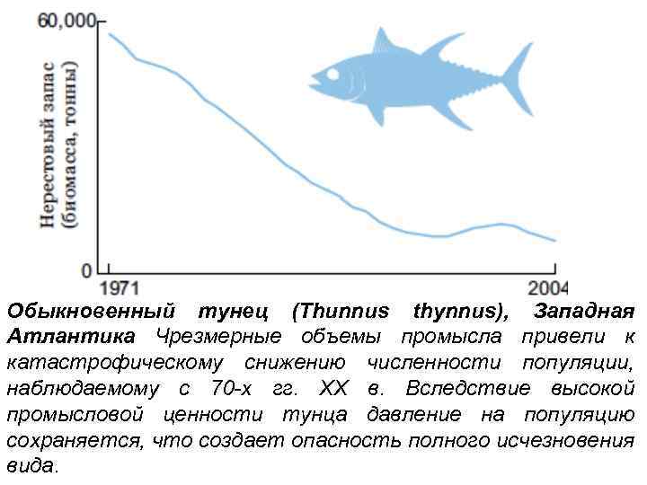 Обыкновенный тунец (Thunnus thynnus), Западная Атлантика Чрезмерные объемы промысла привели к катастрофическому снижению численности