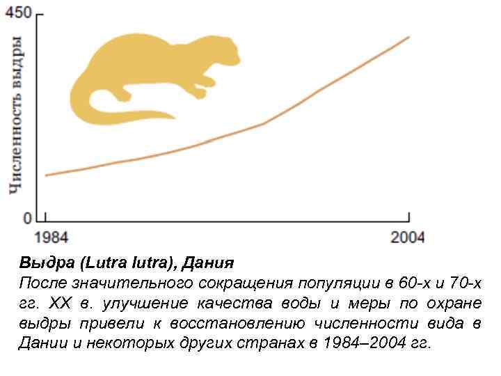 Выдра (Lutra lutra), Дания После значительного сокращения популяции в 60 -х и 70 -х