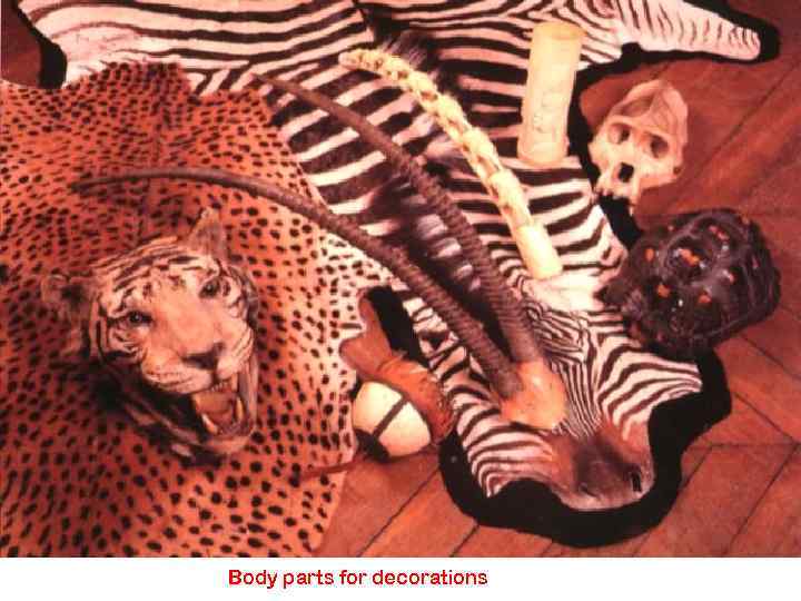 Body parts for decorations 