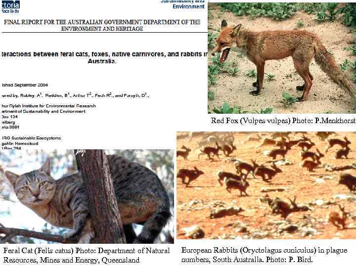 Red Fox (Vulpes vulpes) Photo: P. Menkhorst Feral Cat (Felis catus) Photo: Department of