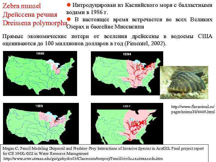 l Интродуцирован из Каспийского моря с балластными Zebra mussel Дрейссена речная водами в 1986