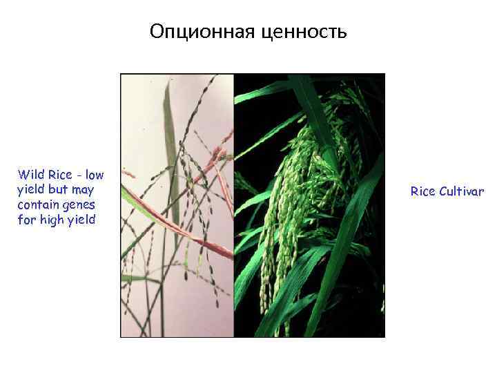 Опционная ценность Wild Rice - low yield but may contain genes for high yield