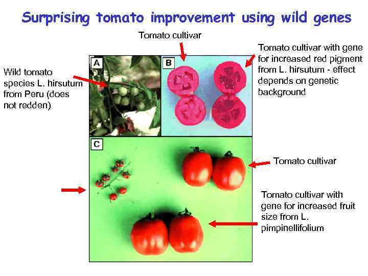 Surprising tomato improvement using wild genes Tomato cultivar Wild tomato species L. hirsutum from