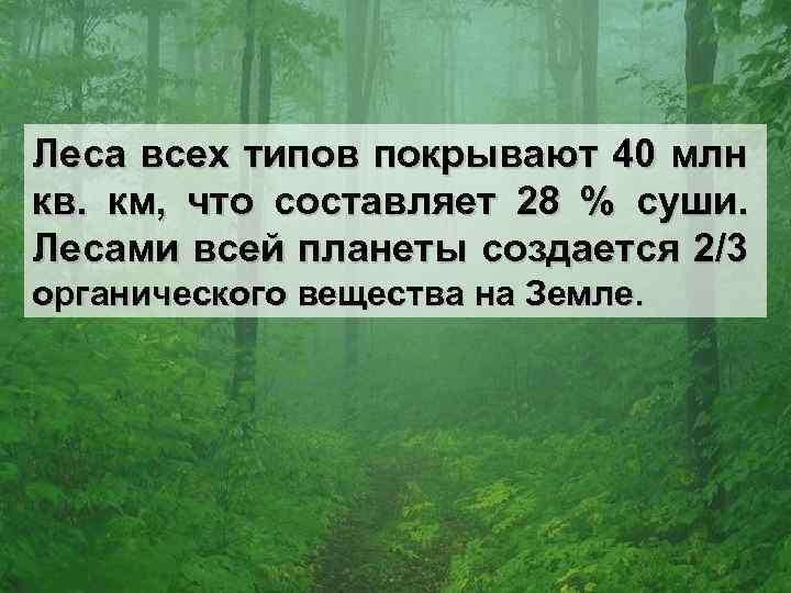 Леса всех типов покрывают 40 млн кв. км, что составляет 28 % суши. Лесами