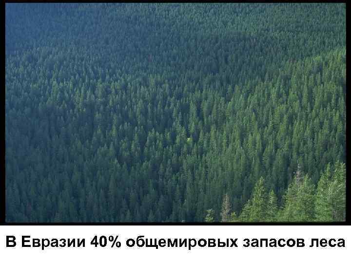 В Евразии 40% общемировых запасов леса 