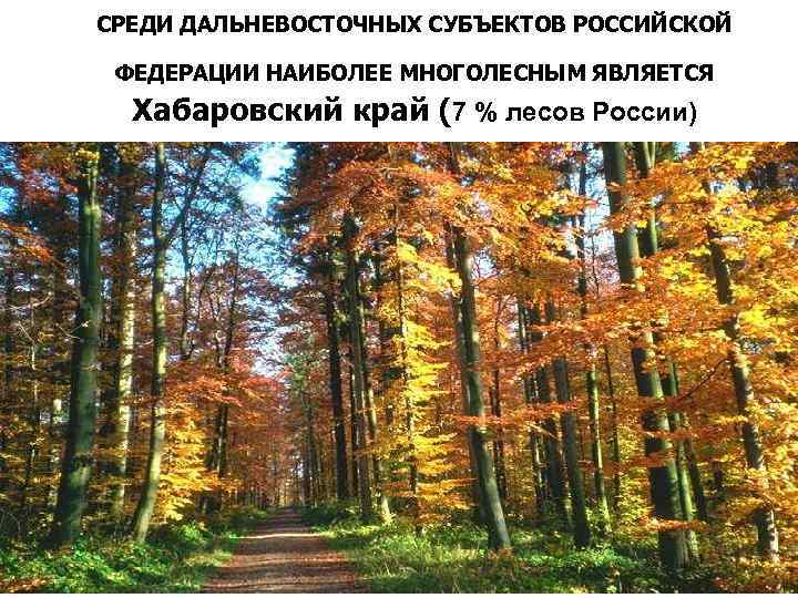 СРЕДИ ДАЛЬНЕВОСТОЧНЫХ СУБЪЕКТОВ РОССИЙСКОЙ ФЕДЕРАЦИИ НАИБОЛЕЕ МНОГОЛЕСНЫМ ЯВЛЯЕТСЯ Хабаровский край (7 % лесов России)