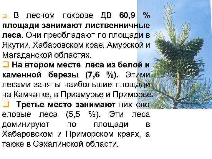 В лесном покрове ДВ 60, 9 % площади занимают лиственничные леса. Они преобладают по