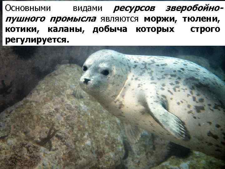 видами ресурсов зверобойнопушного промысла являются моржи, тюлени, котики, каланы, добыча которых строго регулируется. Основными