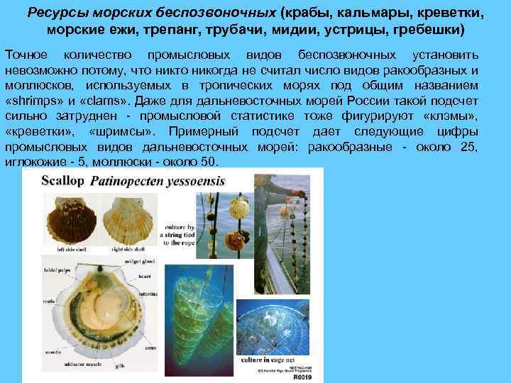 Ресурсы морских беспозвоночных (крабы, кальмары, креветки, морские ежи, трепанг, трубачи, мидии, устрицы, гребешки) Точное