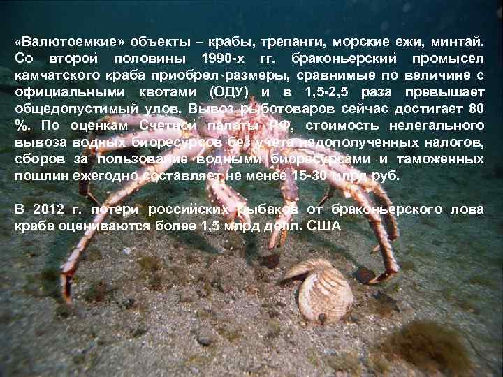  «Валютоемкие» объекты – крабы, трепанги, морские ежи, минтай. Со второй половины 1990 -х