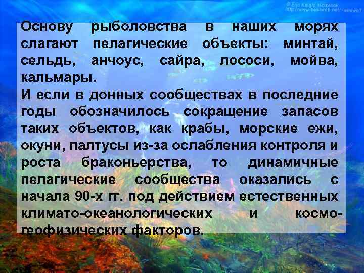 Основу рыболовства в наших морях слагают пелагические объекты: минтай, сельдь, анчоус, сайра, лососи, мойва,