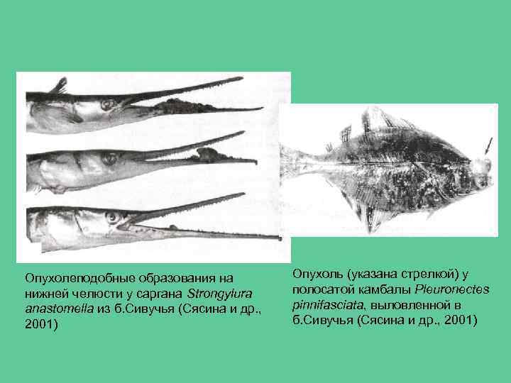 Опухолеподобные образования на нижней челюсти у саргана Strongylura anastomella из б. Сивучья (Сясина и