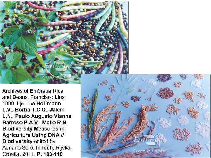Archives of Embrapa Rice and Beans, Francisco Lins, 1999. Цит. по Hoffmann L. V.