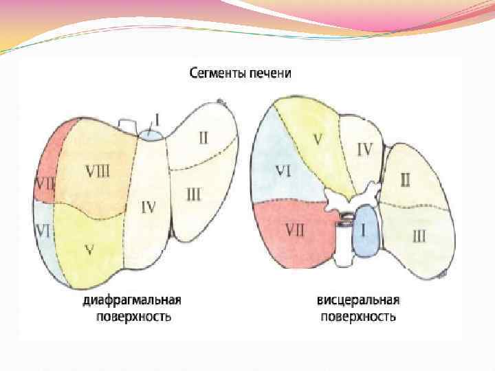 Куино сегменты