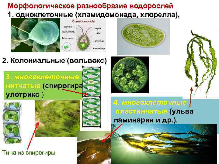 Появление одноклеточных водорослей. Спирогира это колониальная водоросль. Одноклеточные зеленые водоросли представители. Одноклеточные колониальные и многоклеточные водоросли. Строение многоклеточных зеленых водорослей.