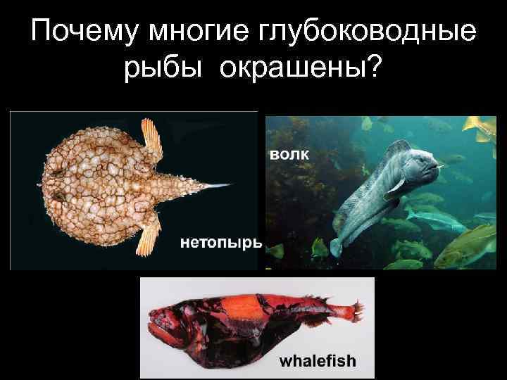 Почему многие глубоководные рыбы окрашены? 