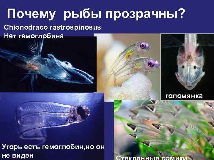 Почему рыбы прозрачны? Chionodraco rastrospinosus Нет гемоглобина голомянка Угорь есть гемоглобин, но он не