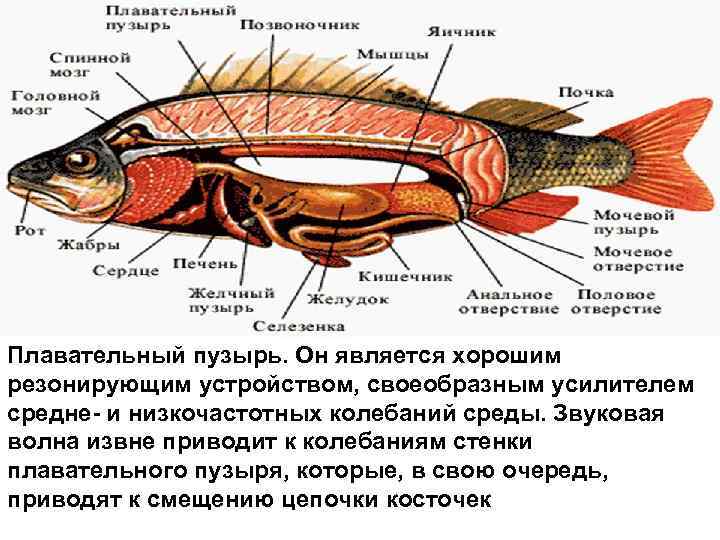 Плавательный пузырь. Он является хорошим резонирующим устройством, своеобразным усилителем средне- и низкочастотных колебаний среды.