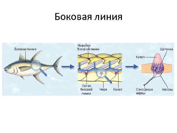 Боковая линия 