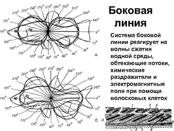 Боковая линия Система боковой линии реагирует на волны сжатия водной среды, обтекающие потоки, химические