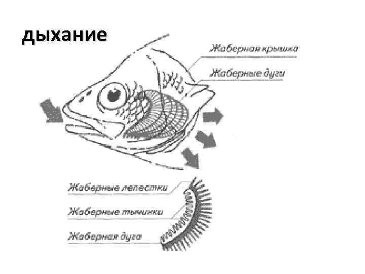 Какие ноздри у рыб. Строение головы рыбы. Анатомия головы рыбы. Строение головы рыбы окуня. Органы расположенные на голове у рыб.