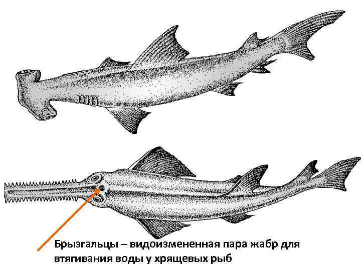 в Брызгальцы – видоизмененная пара жабр для втягивания воды у хрящевых рыб 