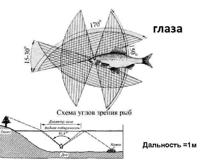 глаза Дальность =1 м 