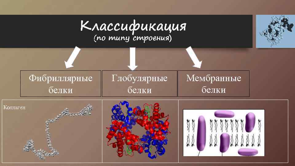 Белки деления. Фибриллярные глобулярные и мембранные белки. Классификация белков. Фибриллярные и глобулярные белки.. Глобулярные и фибриллярные белки структура. Фибриллярные белки.