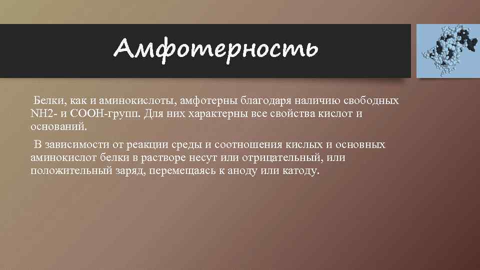 Амфотерность Белки, как и аминокислоты, амфотерны благодаря наличию свободных NH 2 - и СООН-групп.