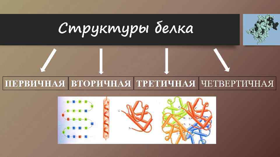 Структуры белка ПЕРВИЧНАЯ ВТОРИЧНАЯ ТРЕТИЧНАЯ ЧЕТВЕРТИЧНАЯ 