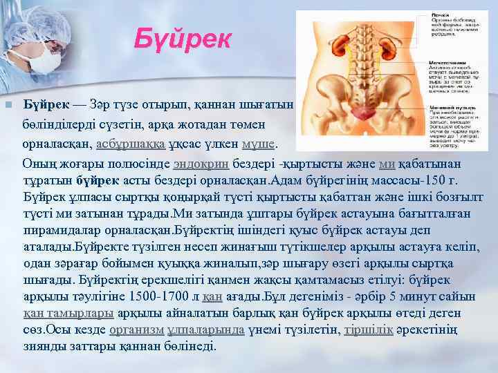 Бүйрек — Зәр түзе отырып, қаннан шығатын бөлінділерді сүзетін, арқа жотадан төмен орналасқан, асбұршаққа