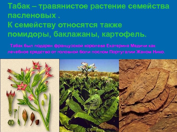 Табак – травянистое растение семейства пасленовых. К семейству относятся также помидоры, баклажаны, картофель. Табак