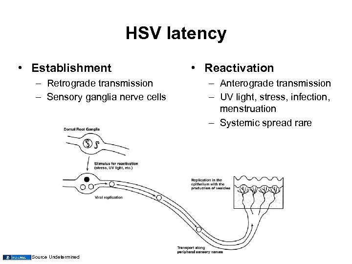 HSV latency • Establishment – Retrograde transmission – Sensory ganglia nerve cells Source Undetermined