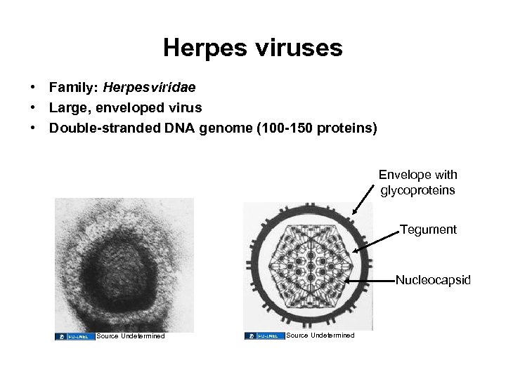 Herpes viruses • Family: Herpesviridae • Large, enveloped virus • Double-stranded DNA genome (100