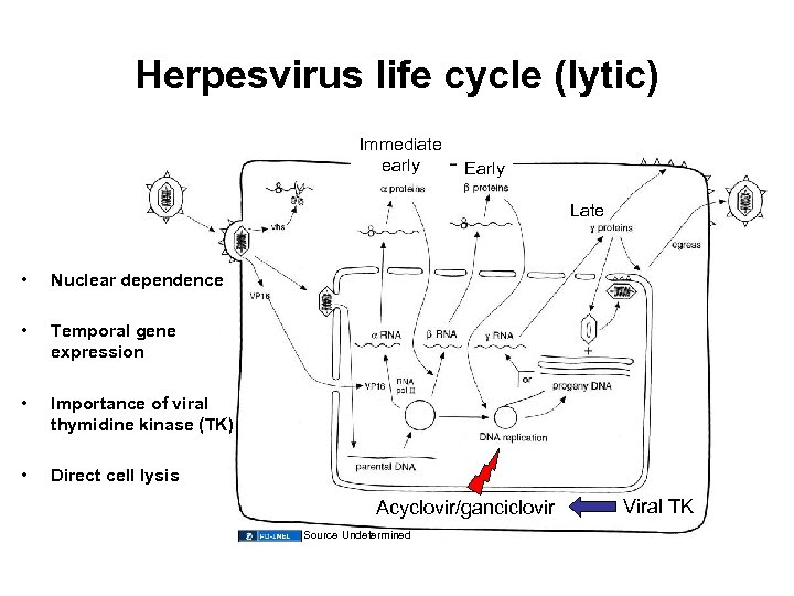 Herpesvirus life cycle (lytic) Immediate early Early Late • Nuclear dependence • Temporal gene