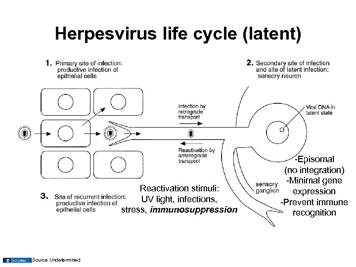 Herpesvirus life cycle (latent) Reactivation stimuli: UV light, infections, stress, immunosuppression Source Undetermined -Episomal