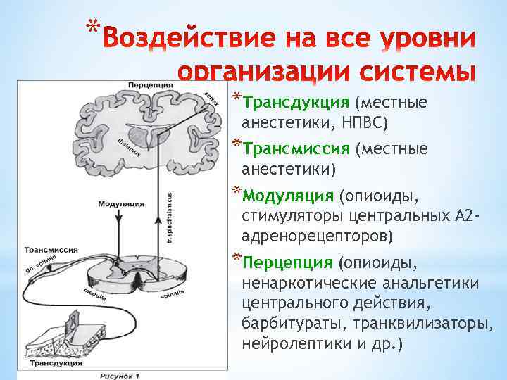 Центральные механизмы ноцицепции презентация