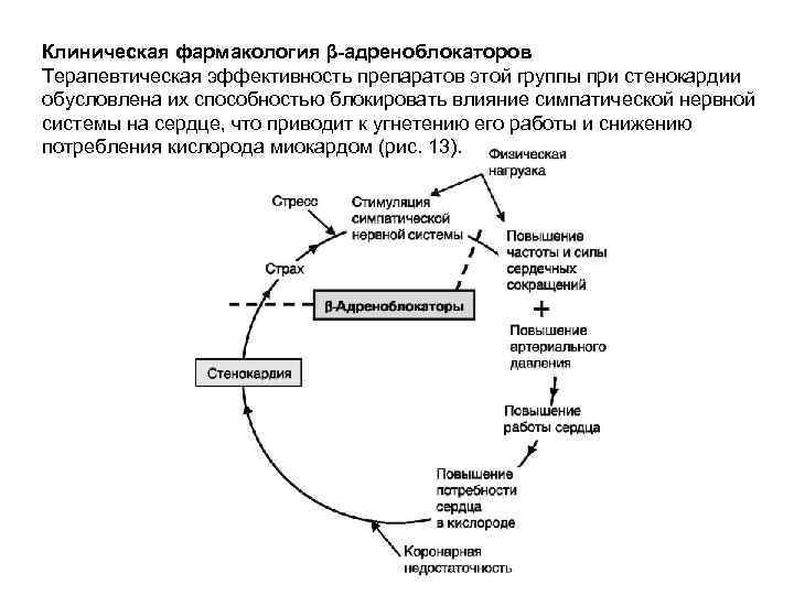 Клиническая фармакология β-адреноблокаторов Терапевтическая эффективность препаратов этой группы при стенокардии обусловлена их способностью блокировать
