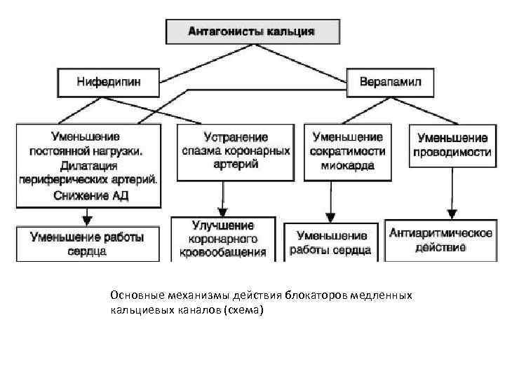 Основные механизмы действия блокаторов медленных кальциевых каналов (схема) 
