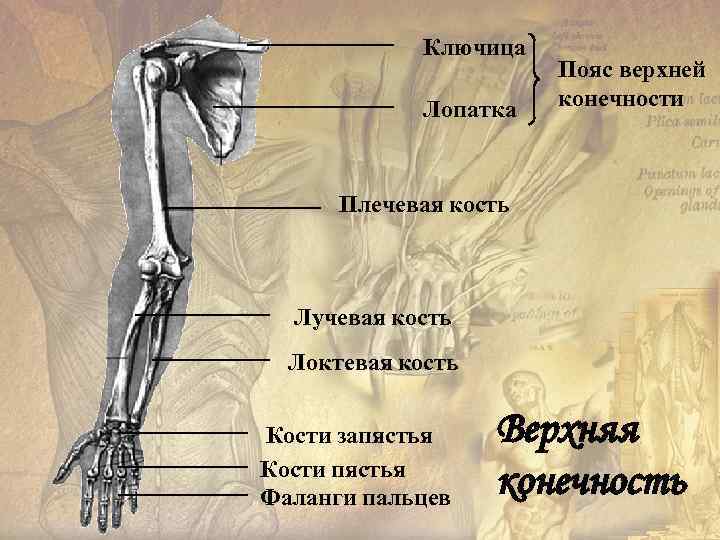 Ключица Лопатка Пояс верхней конечности Плечевая кость Лучевая кость Локтевая кость Кости запястья Кости